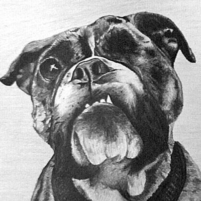 LeLe Bulldog Portrait